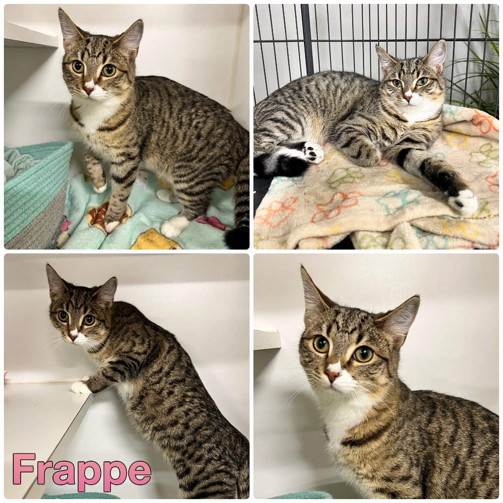 Frappe -LONG TERM 5*27*25-Fee Waived