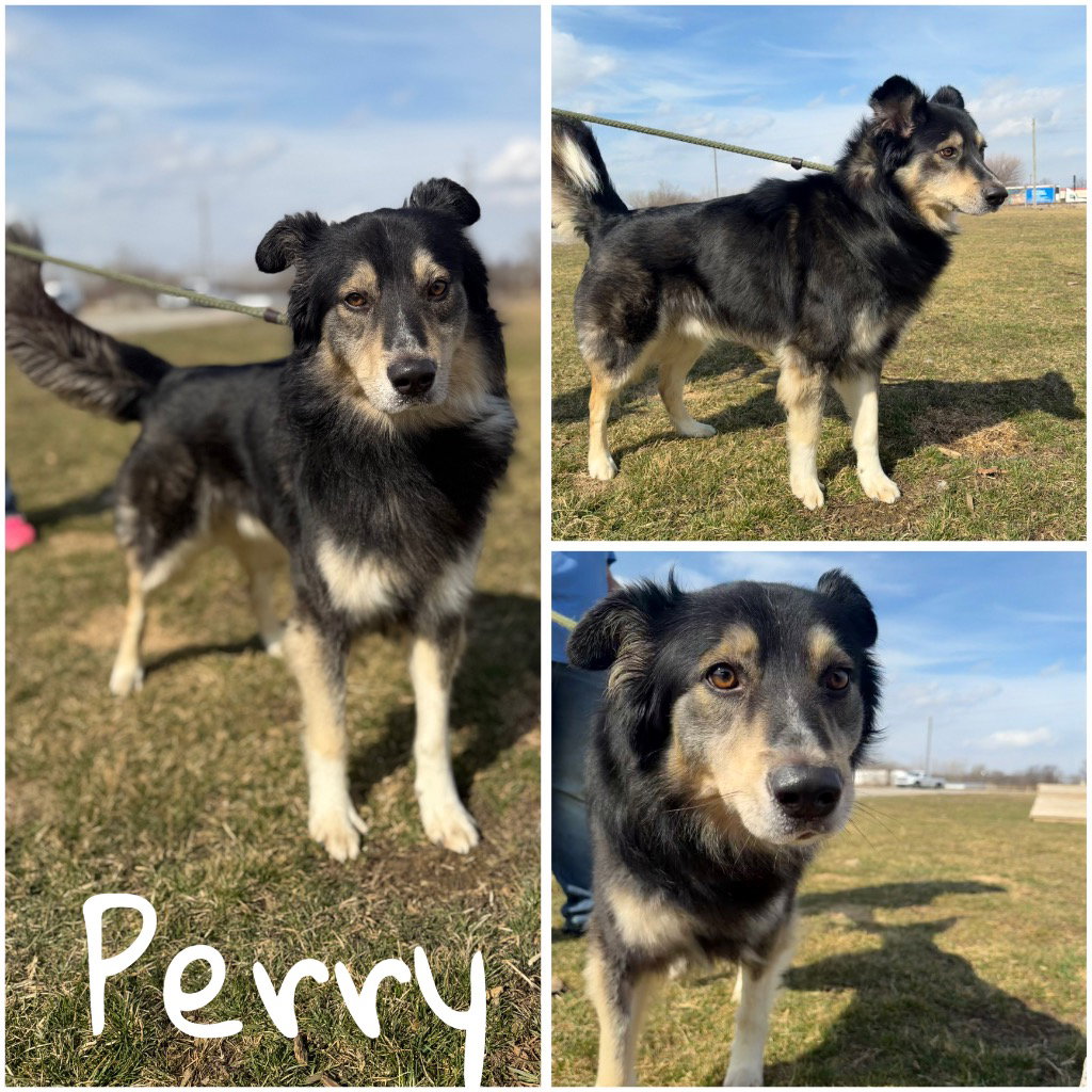 Perry Image