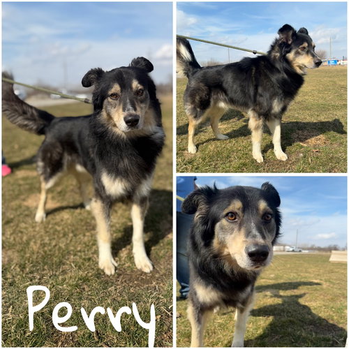Perry, an adoptable Australian Shepherd in Pierceton , IN