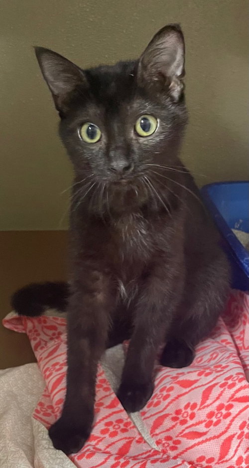 picture of the cat needing adoption