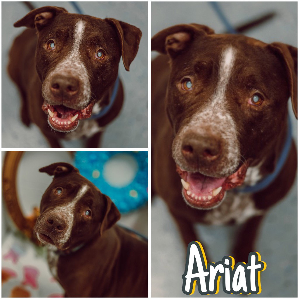 Ariat - BLIND Image