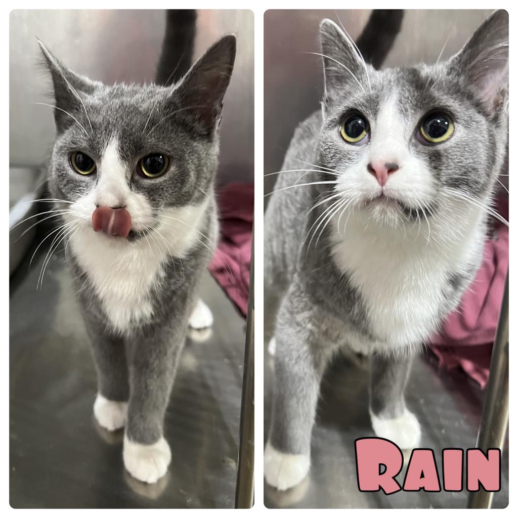 Rain