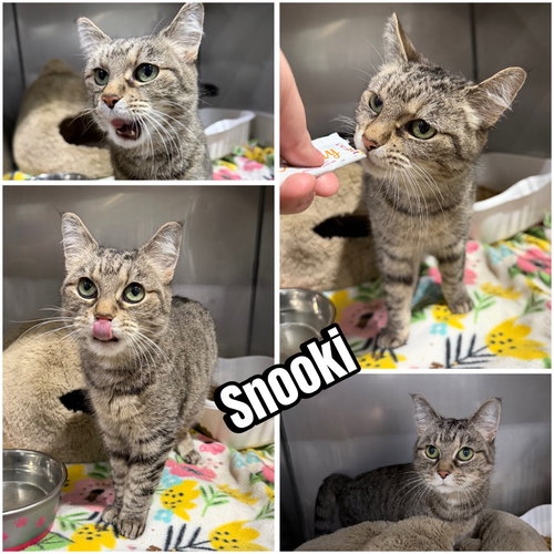 Snooki- BARN, an adoptable Domestic Short Hair in Pierceton , IN