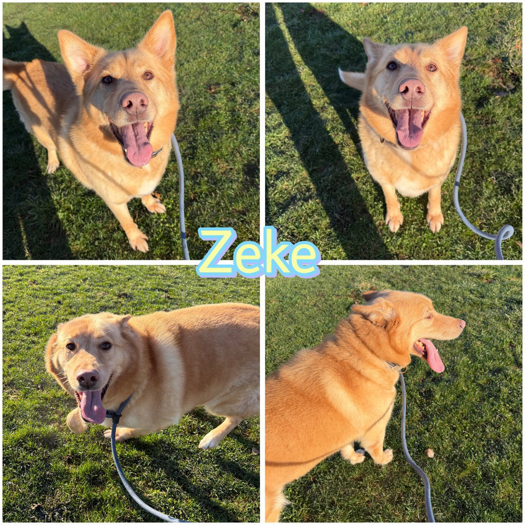 Zeke Image