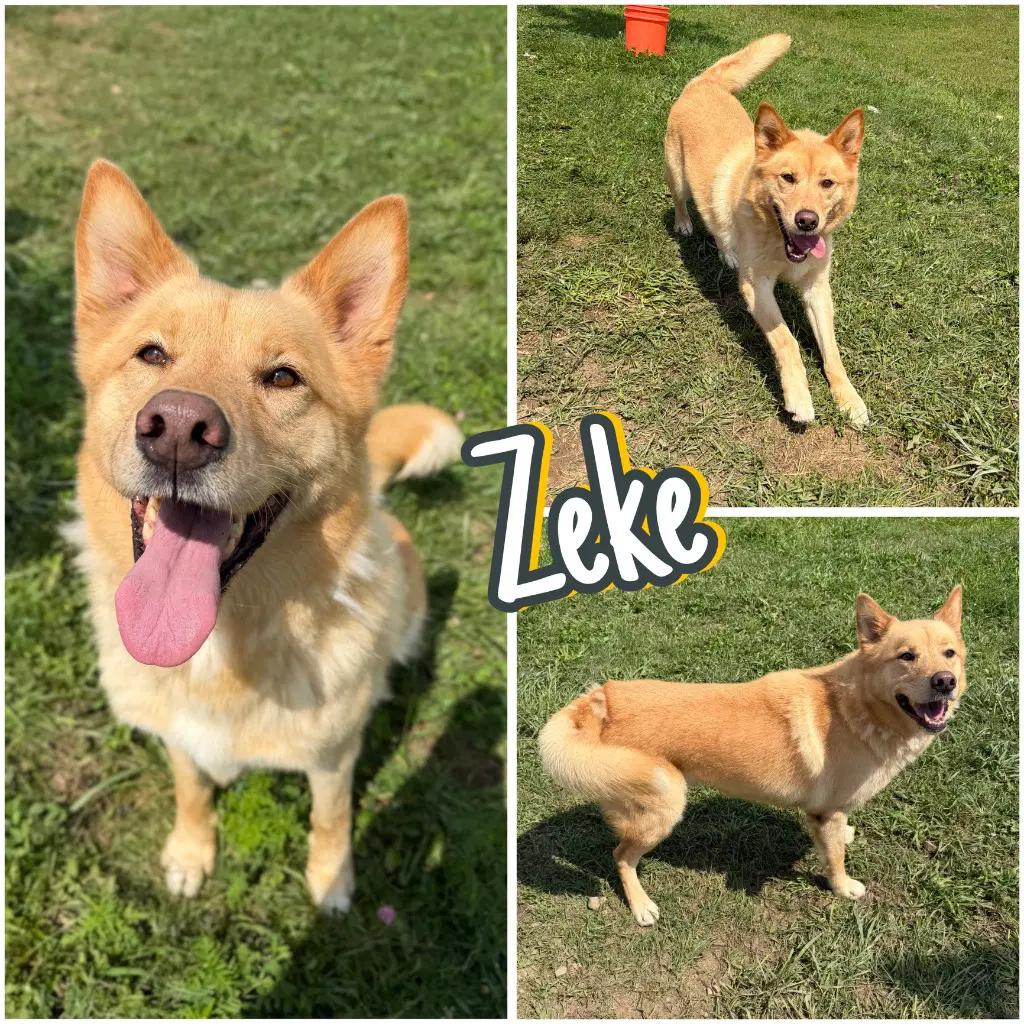 Zeke - Husky