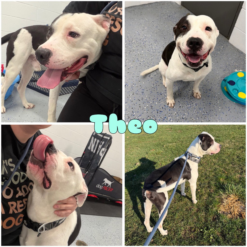 Theo Image