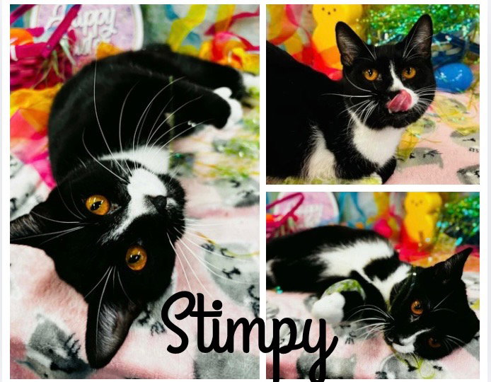 Stimpy- LONG TERM 7*12*25 Image