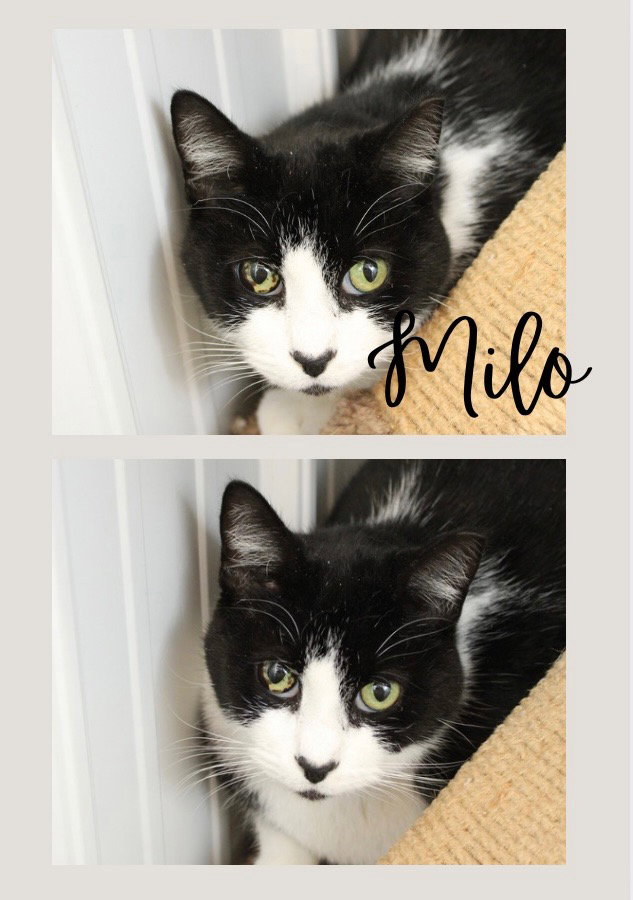 Milo Image