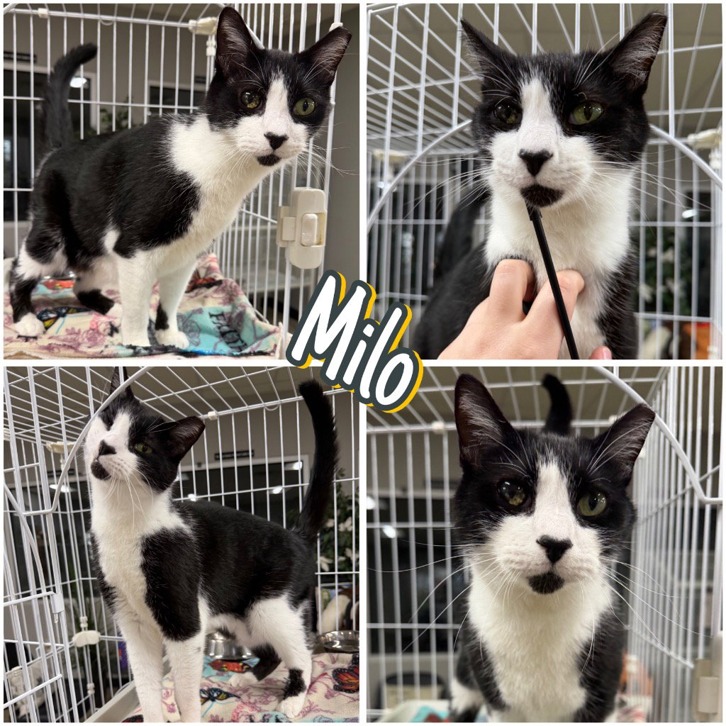 Milo