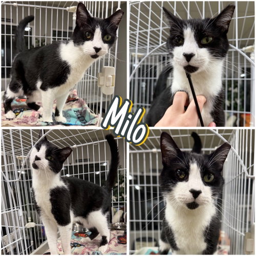 Milo, Adult Domestic Short Hair / Mixed, cat for adoption in Pierceton, Indiana