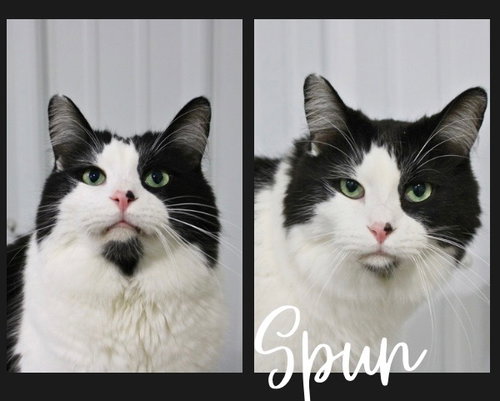 picture of the cat needing adoption