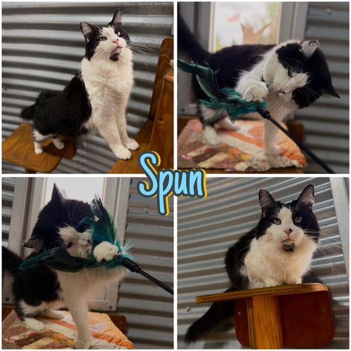 Spun - Silo, an adoptable Domestic Long Hair in Pierceton , IN