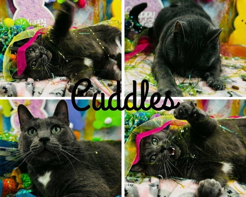 Cuddles, an adoptable Domestic Short Hair in Pierceton , IN