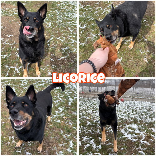 Licorice, an adoptable Shepherd in Pierceton , IN