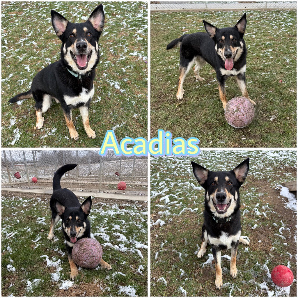 Acadias Image