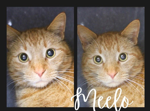 Meelo Image