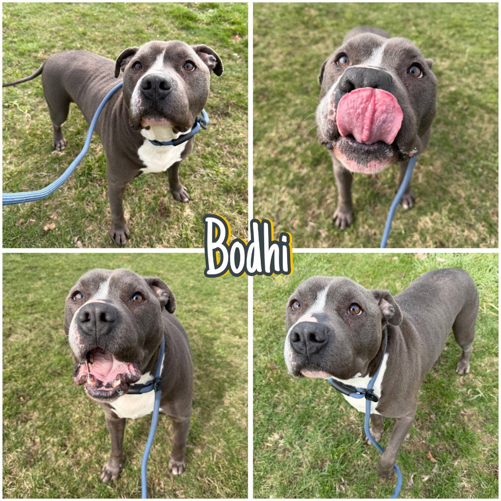 Bodhi Image