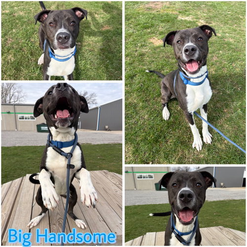 picture of the dog needing adoption