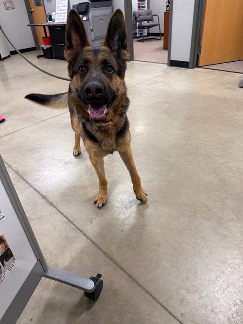 HEIDI - German Shepherd Dog available for adoption