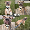 Zeus - Photo 1
