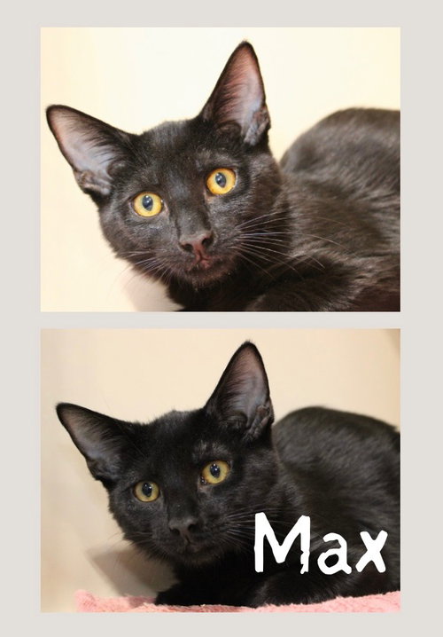 Max, an adoptable Domestic Short Hair in Pierceton , IN