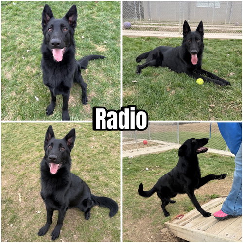 RADIO - German Shepherd Dog available for adoption
