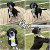 Rhett - Photo 1