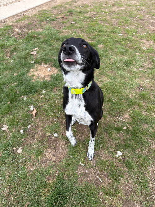 RHETT - Border Collie available for adoption