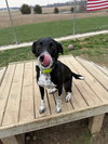Rhett - Photo 3