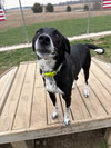 Rhett - Photo 4