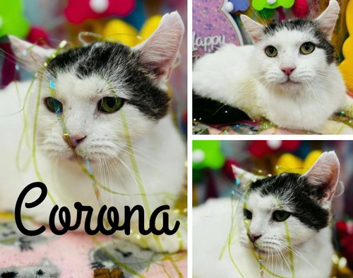 picture of the cat needing adoption