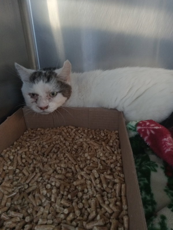Corona- FIV+