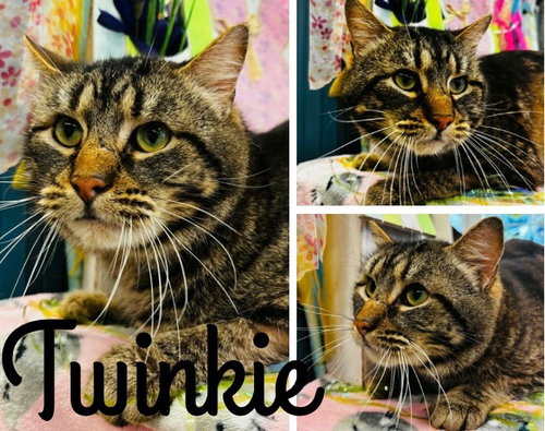picture of the cat needing adoption