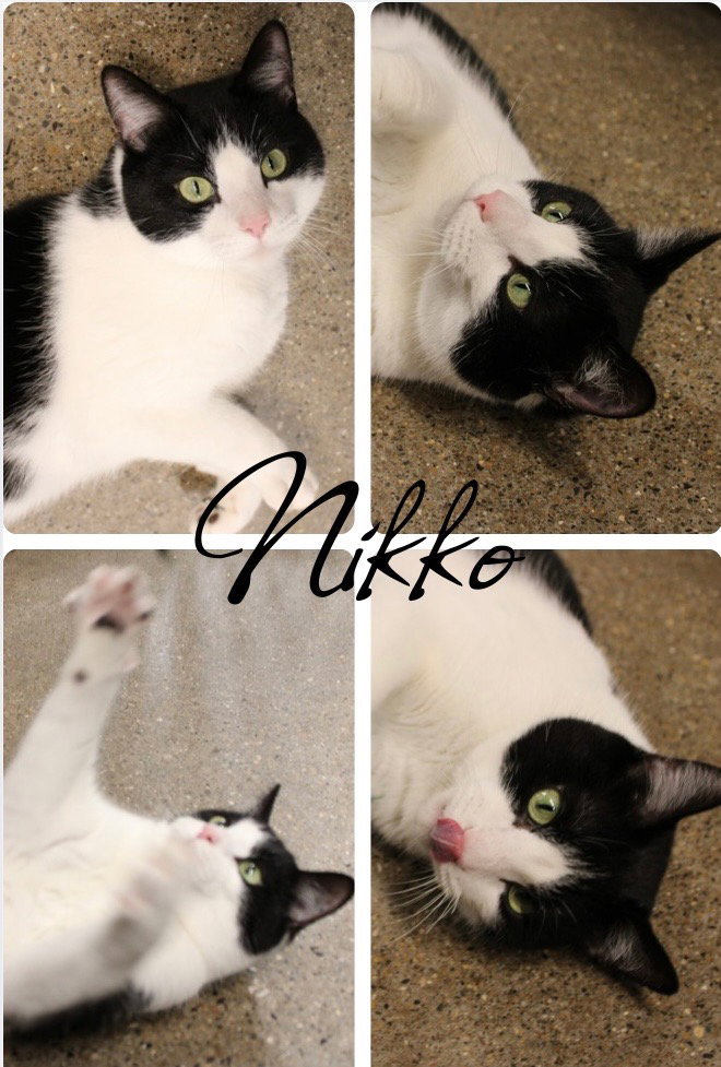 Nikko