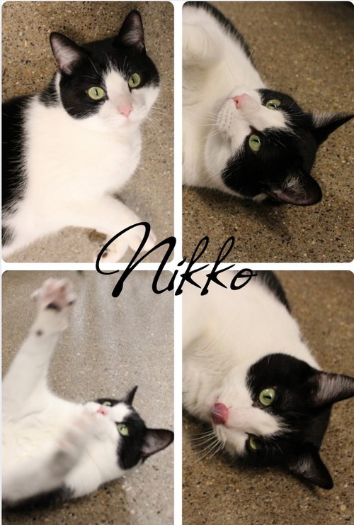 Nikko, Adult Domestic Short Hair / Mixed, cat for adoption in Pierceton, Indiana