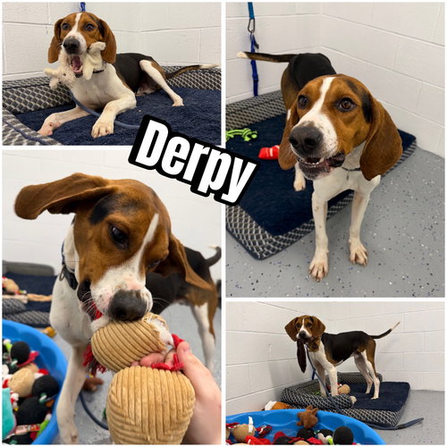 Derpy, an adoptable Coonhound in Pierceton , IN