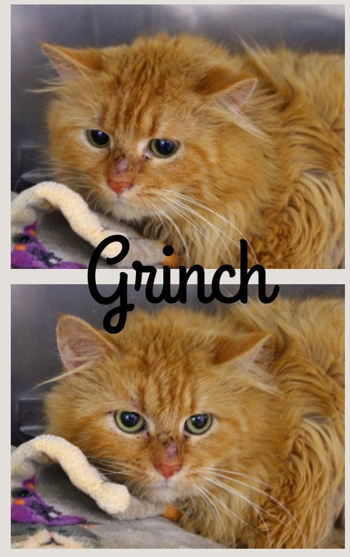 GRINCH- BARN - Domestic Medium Hair available for adoption