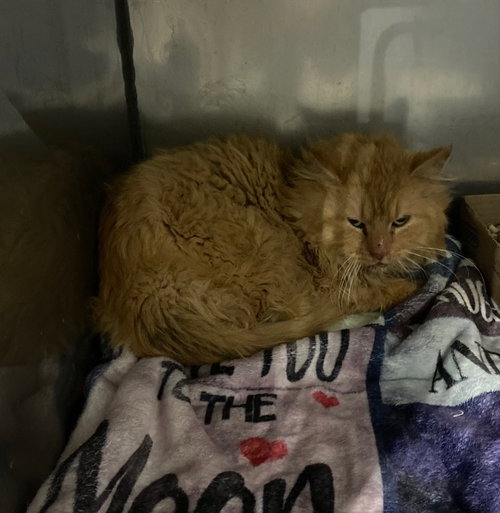 GRINCH- BARN - Domestic Medium Hair available for adoption