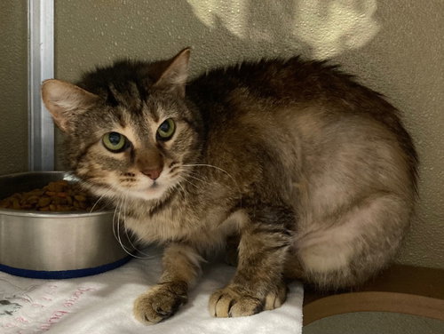 SKITTLES- BARN - Domestic Short Hair available for adoption