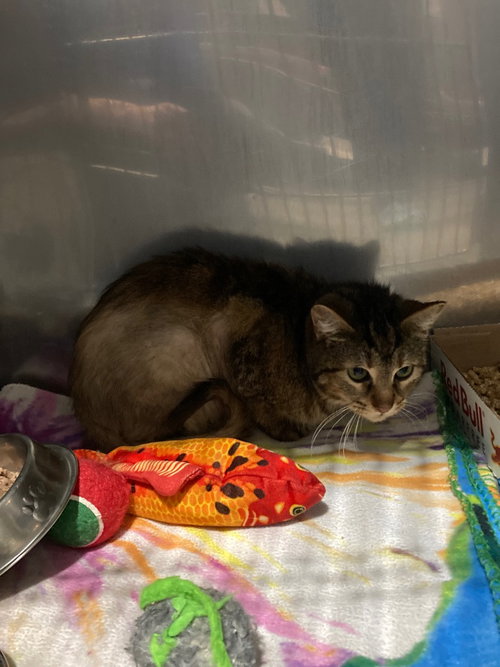 SKITTLES- BARN - Domestic Short Hair available for adoption