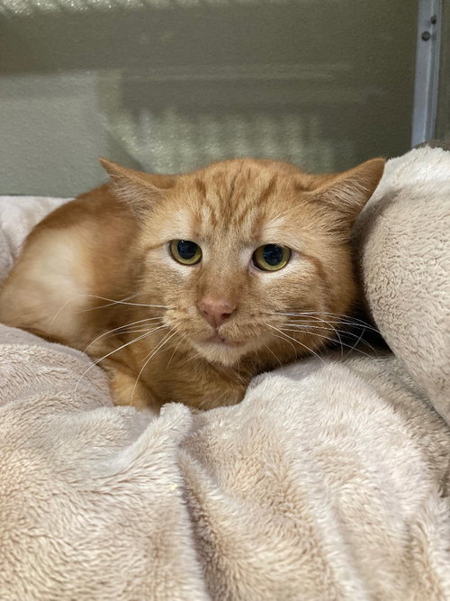 PEPPER JACK- BARN - Domestic Short Hair available for adoption