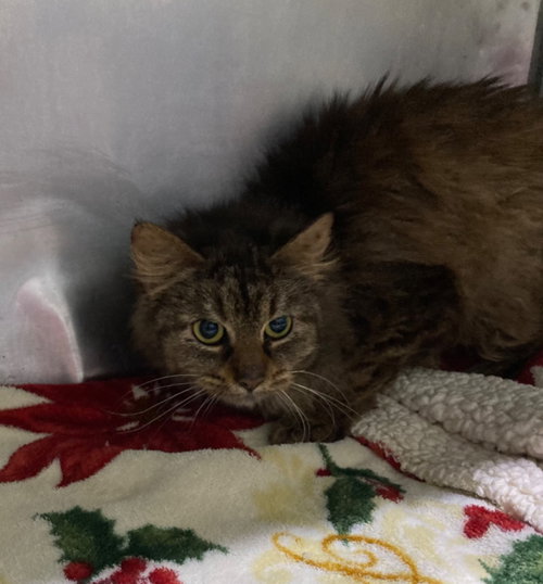 GEORGIA- BARN - Domestic Medium Hair available for adoption