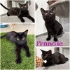 Francie - Photo 1
