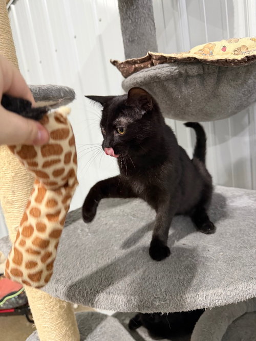 FRANCIE - Domestic Short Hair available for adoption