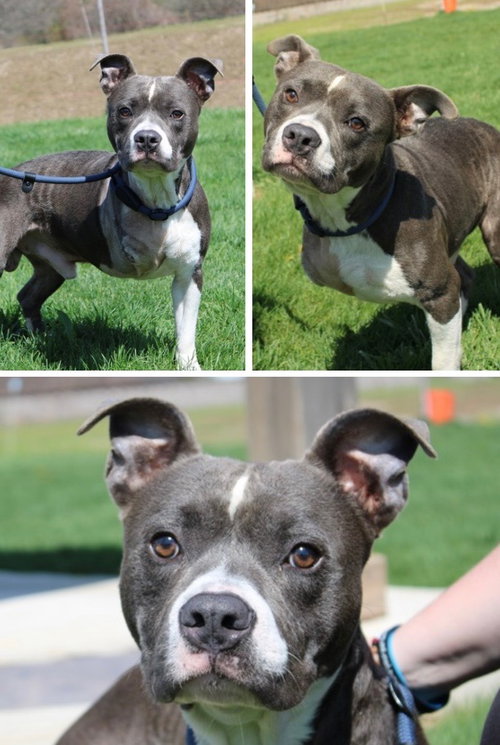 LEO - American Staffordshire Terrier available for adoption