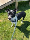 Mitzi - Photo 2