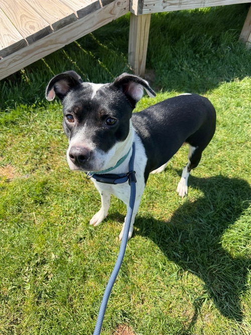 MITZI - Terrier available for adoption