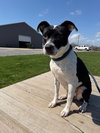 Mitzi - Photo 3