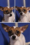 Bean - Photo 1
