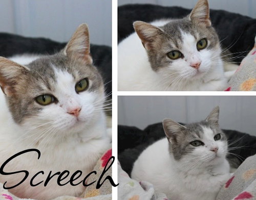 SCREECH - Domestic Short Hair available for adoption